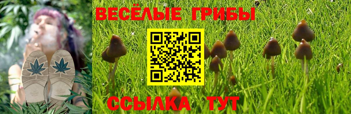 Галлюциногенные грибы Psilocybine cubensis Химки